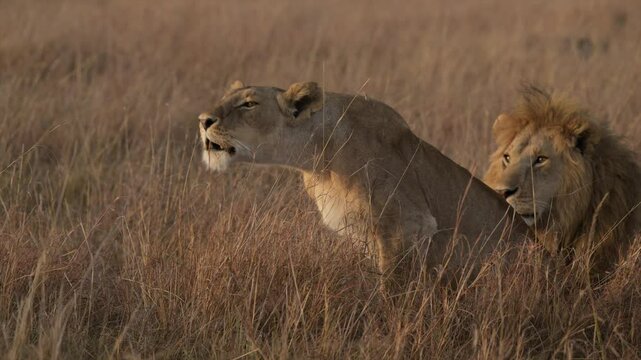 Lioness scouting for prey in Kenya Maasai Mara national reserve grassland in the rain