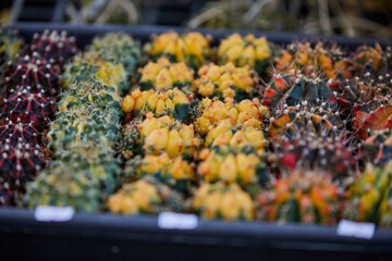 Group of  prickly cactus growing in potted plant