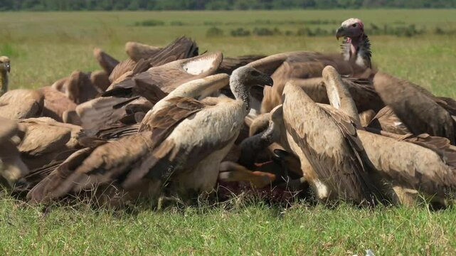 Griffon vultures scavengers eating an Antelope in Kenya