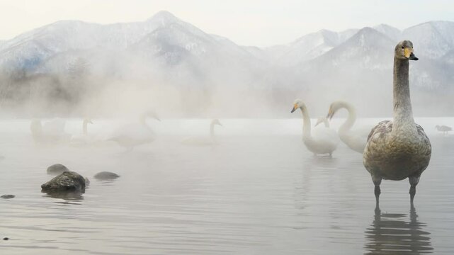Hokkaido Snow Geese relaxing in the water under thick mist, Japan