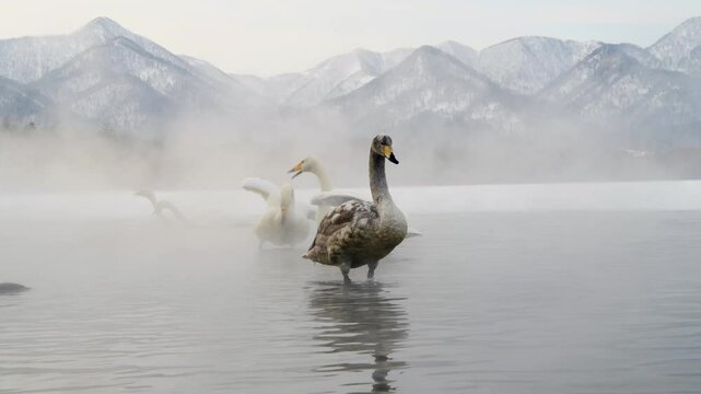 Hokkaido Snow Geese relaxing in the water under thick mist, Japan
