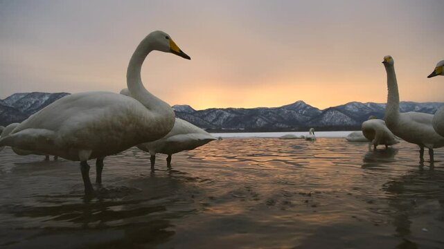 Hokkaido Snow Geese relaxing in the water under thick mist, Japan