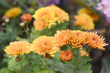 Beautiful Yellow Orange chrysanthemum flowers closeup in the winter garden, Closeup of Chrysanthemum flower, Field of the Yellow Orange Chrysanthemum, Beautiful Yellow Orange flower blooming in nature