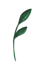 Watercolor plant isolated on white background. Watercolor design element.