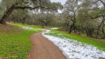 Obraz premium Snowy Path Winding Through a Winter Woodland