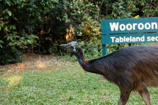 Junger Helmkasuar - Casuarius casuarius im Wooroonooran-Nationalpark, Queensland in Australien.