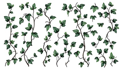 Obraz premium Green Ivy Vines Watercolor Illustration Set
