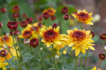 Beautiful Yellow red chrysanthemum flowers closeup in the winter garden, Closeup of Chrysanthemum flower, Field of the Yellow red Chrysanthemum, Beautiful Yellow red flower blooming in nature.