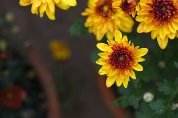 Beautiful Yellow red chrysanthemum flowers closeup in the winter garden, Closeup of Chrysanthemum flower, Field of the Yellow red Chrysanthemum, Beautiful Yellow red flower blooming in nature.