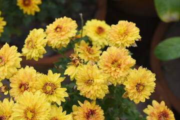 Beautiful Yellow red chrysanthemum flowers closeup in the winter garden, Closeup of Chrysanthemum flower, Field of the Yellow red Chrysanthemum, Beautiful Yellow red flower blooming in nature.