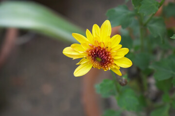 Beautiful Yellow red chrysanthemum flowers closeup in the winter garden, Closeup of Chrysanthemum flower, Field of the Yellow red Chrysanthemum, Beautiful Yellow red flower blooming in nature.