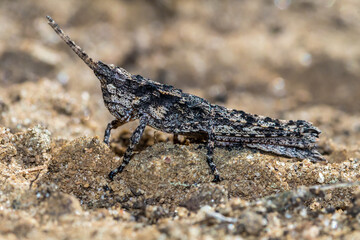 Bark-mimicking Grasshopper (Coryphistes ruricola) Camouflaged on Sandy Soil