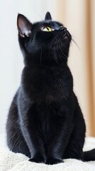 A black cat sitting gracefully, gazing upwards with bright green eyes.