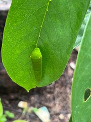 Common Bluebottle Caterpillar - Blue Triangle Butterfly Larva Illustration