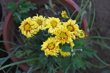 Beautiful Yellow red chrysanthemum flowers closeup in the winter garden, Closeup of Chrysanthemum flower, Field of the Yellow red Chrysanthemum, Beautiful Yellow red flower blooming in nature.