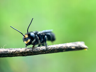 Close up of carpenter bee