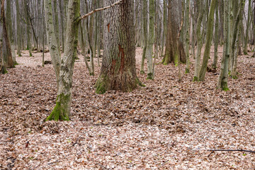 An autumn forest with a bare tree in the middle, covered with fallen leaves. The bark of the trees...