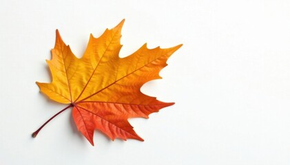 Fototapeta premium Single autumn beech leaf, rich yellow-orange tones, clean white backdrop , leaf close up, autumn, orange