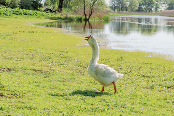 A white goose standing on a grassy field near the river.