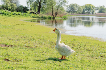 White goose standing on green grass near water