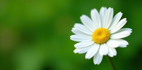 Fototapeta premium Close-up view of a solitary daisy, sharp focus, pure white petals , detail, closeup, image