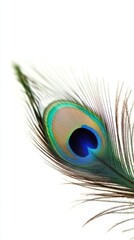 Obraz premium Vibrant Peacock Feather Close-Up