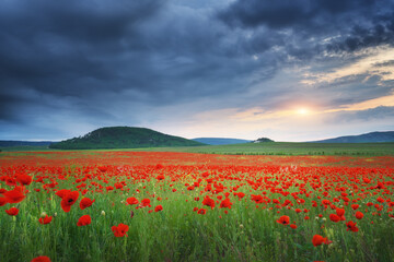 Nature labdscape composition of poppy field at night and heavy cloudy sky.