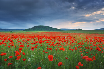 Nature labdscape composition of poppy field at night and heavy cloudy sky.