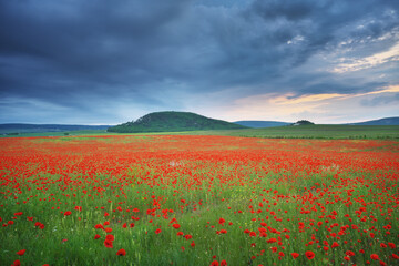Nature labdscape composition of poppy field at night and heavy cloudy sky.