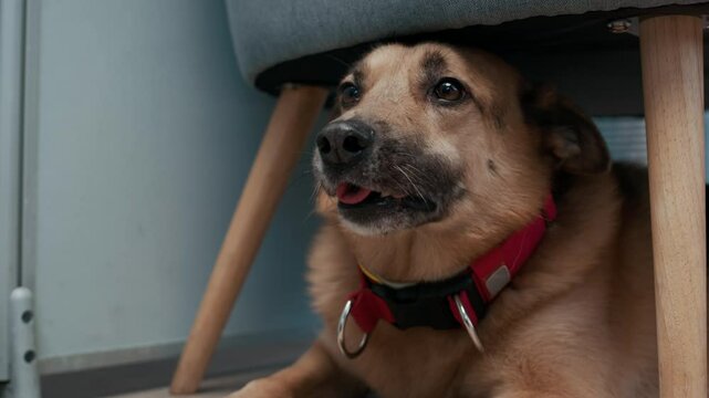 No people close up shot of cute brown dog wearing collar hiding under chair and being nervous while waiting vet appointment in office