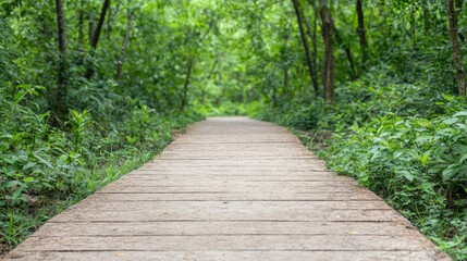 Obraz premium Wooden boardwalk path through lush green forest. Use for nature photography