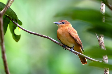 The cinnamon becard, Pachyramphus cinnamomeus, is a passerine bird.