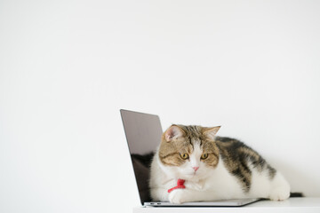business concept with tabby scottish cat costume with necktie during use laptop and sit on white table