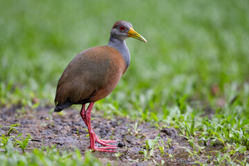 The grey-cowled wood rail or grey-necked wood rail, Aramides cajaneus