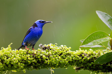 The red-legged honeycreeper, Cyanerpes cyaneus, in a heavy rain