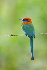 The cinnamon becard, Pachyramphus cinnamomeus, is a passerine bird.