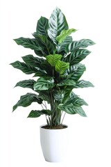 Indoor plant, vibrant, green, pot, white background, studio shot