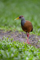 The grey-cowled wood rail or grey-necked wood rail, Aramides cajaneus
