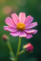 Obraz premium Wildflower close-up, soft focus, delicate petals, bloom, botany, macro