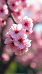 Fototapeta premium Delicate pink cherry blossoms in full bloom, spring sunlight , pastel, aesthetic