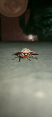 Close-Up of White Moth with Red Stripe on a Wall
