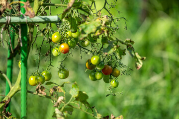 家庭菜園の熟していない小さなトマト