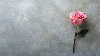 Pink rose on gray textured surface