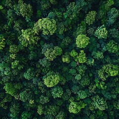 Aerial view of a lush green forest from above