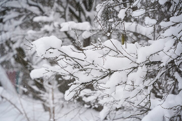 tree. detail of a tree with snow on it.