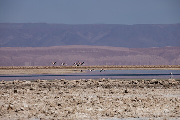 Flamingo's feeding and in flight at the Laguna Chaxa. Part of the Los Flamencos National Reserve, Chile.	