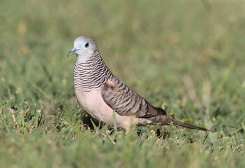 Peaceful dove bird standing on green grass