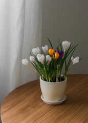 Spring crocus flowers in a ceramic pot on a wooden table