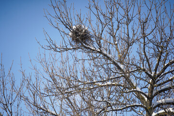 tree. detail of a tree with snow on it.