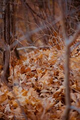 autumn in the forest